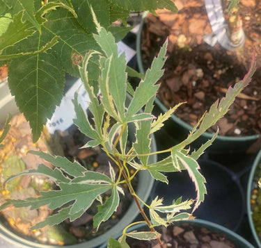 Acer palmatum 'Hana Tsukasa' - mapleridgenursery